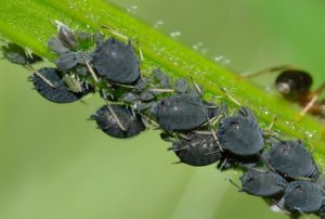 Blattläuse im Garten auf Pflanzen