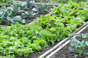 Gemüsebeet im Garten