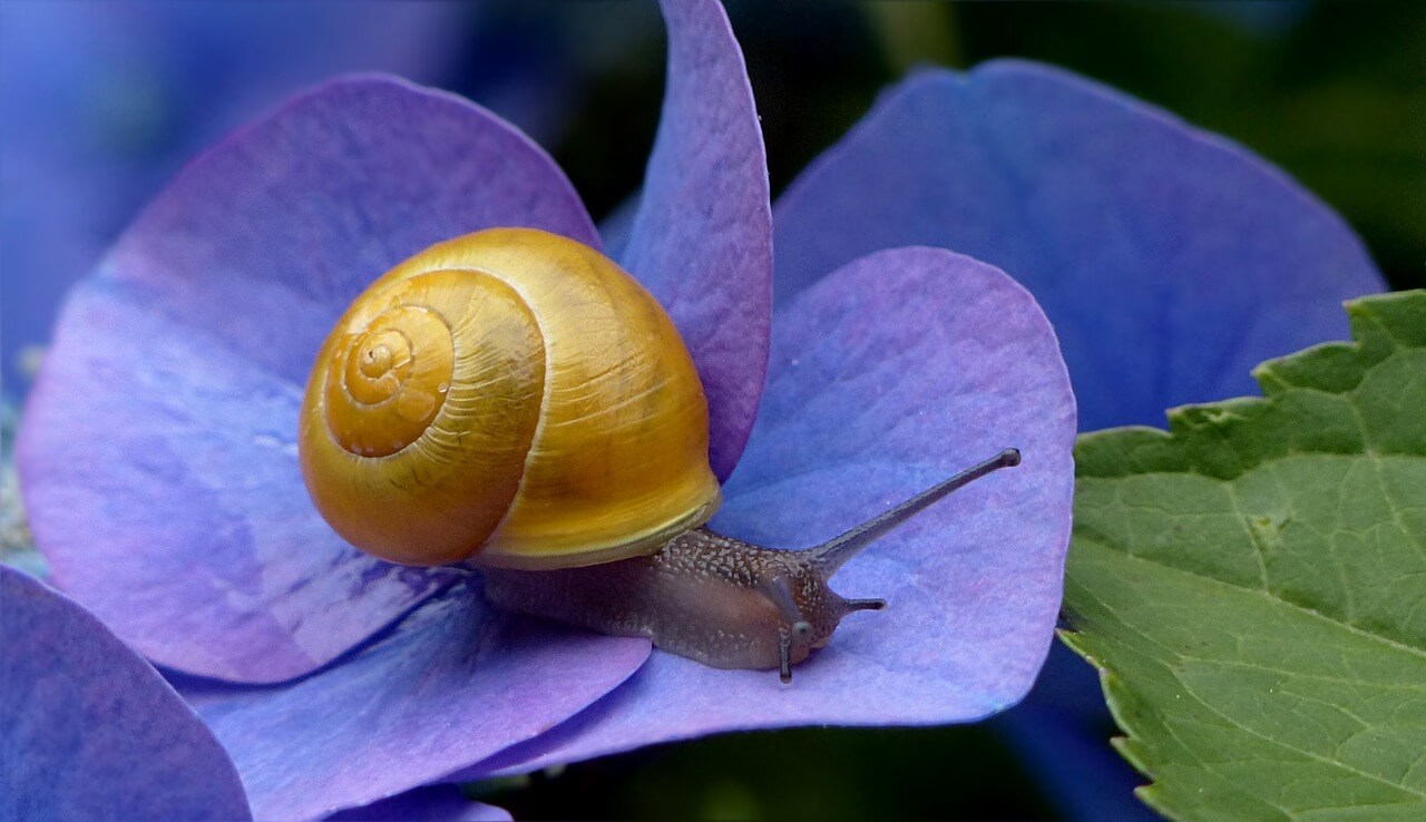 Schnecke im Garten