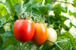 Tomaten pflanzen