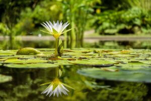 Schwimmteich im Garten